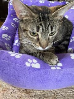 Enlarge Cassidy, a Adoptable Tabby in Mesquite, TX image 2/3