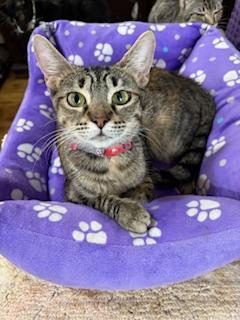 Enlarge Cassidy, a Adoptable Tabby in Mesquite, TX image 3/3