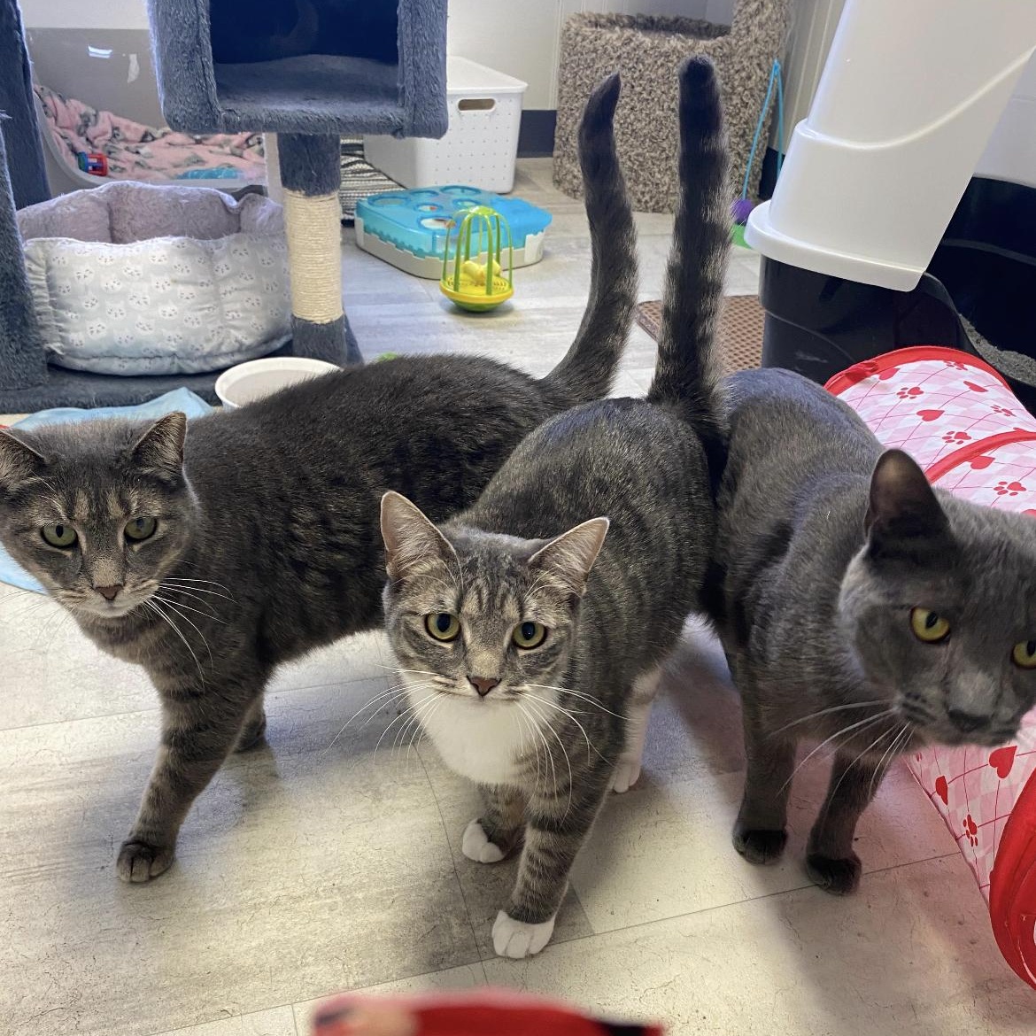 Enlarge The Three Amigos, a ADOPTABLE Domestic Short Hair in Brockport, NY image 1/1