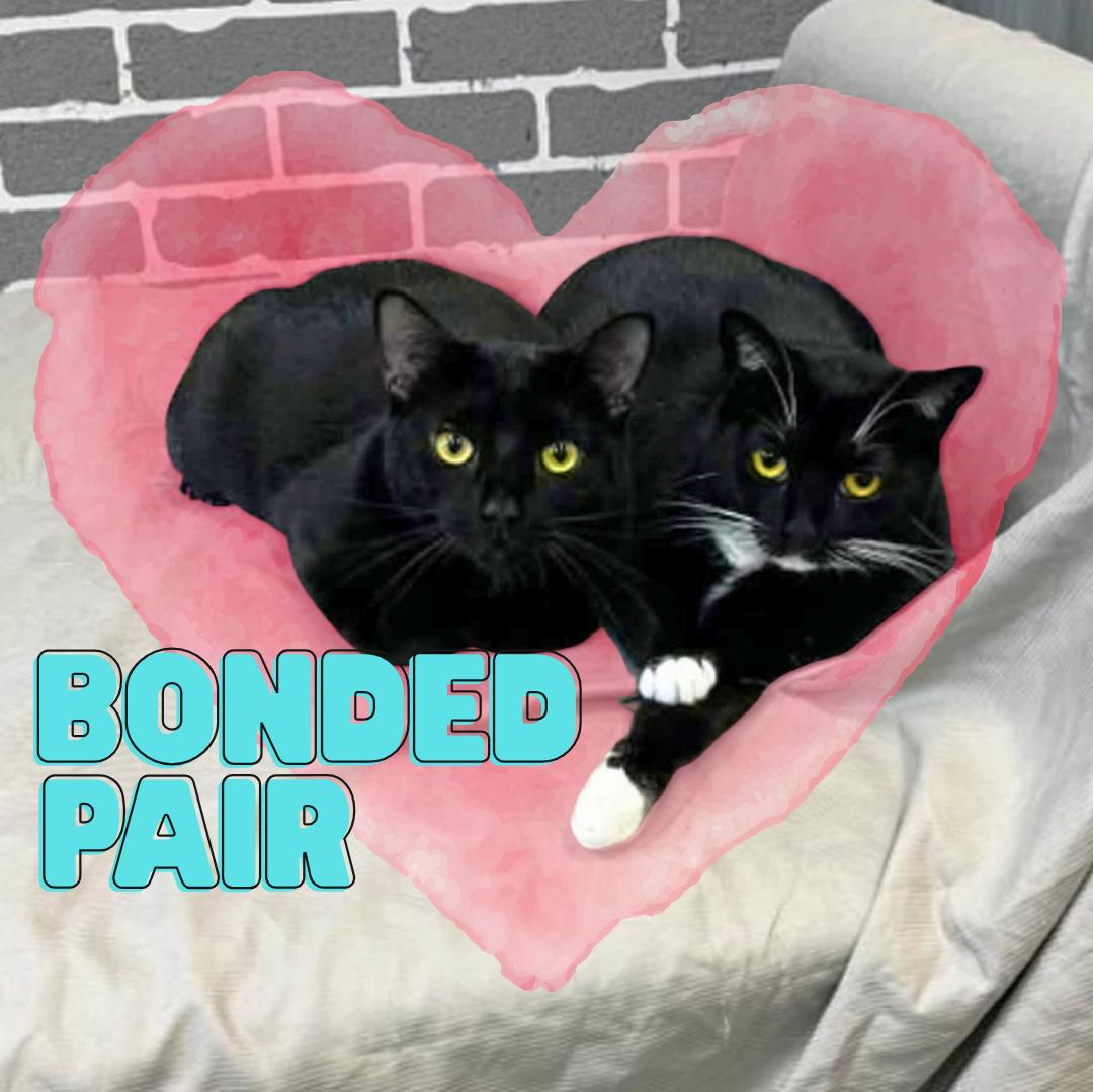 Cooper & Parker @ Fat Cat Cafe, Adoptable, Adult Female Domestic Short Hair.