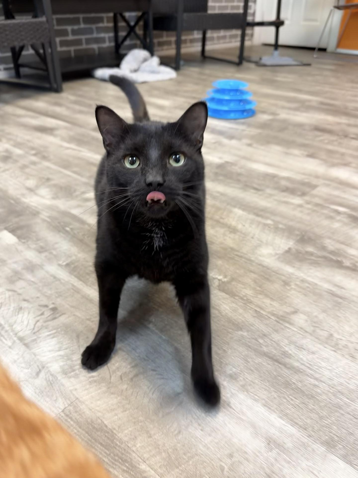Cooper & Parker @ Fat Cat Cafe, a Adoptable Domestic Short Hair in Tallahassee, FL image 5/5