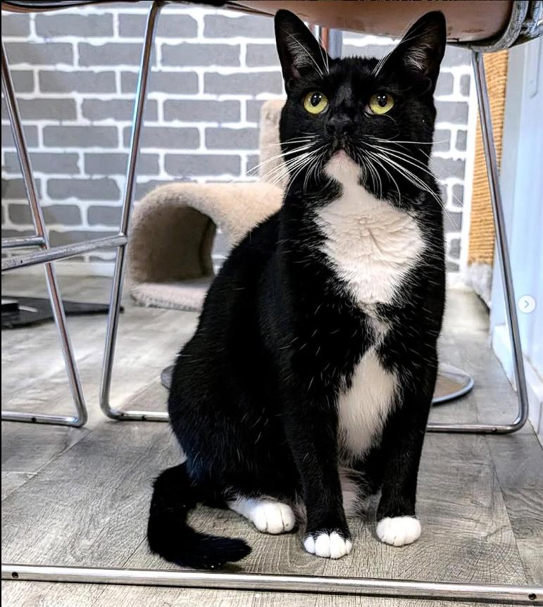 Cooper & Parker @ Fat Cat Cafe, a Adoptable Domestic Short Hair in Tallahassee, FL image 4/4