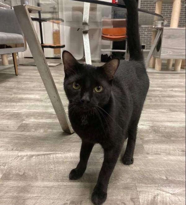 Cooper & Parker @ Fat Cat Cafe, a Adoptable Domestic Short Hair in Tallahassee, FL image 3/4