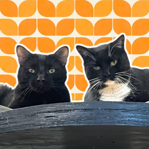 Cooper & Parker @ Fat Cat Cafe, a Adoptable Domestic Short Hair in Tallahassee, FL image 2/4