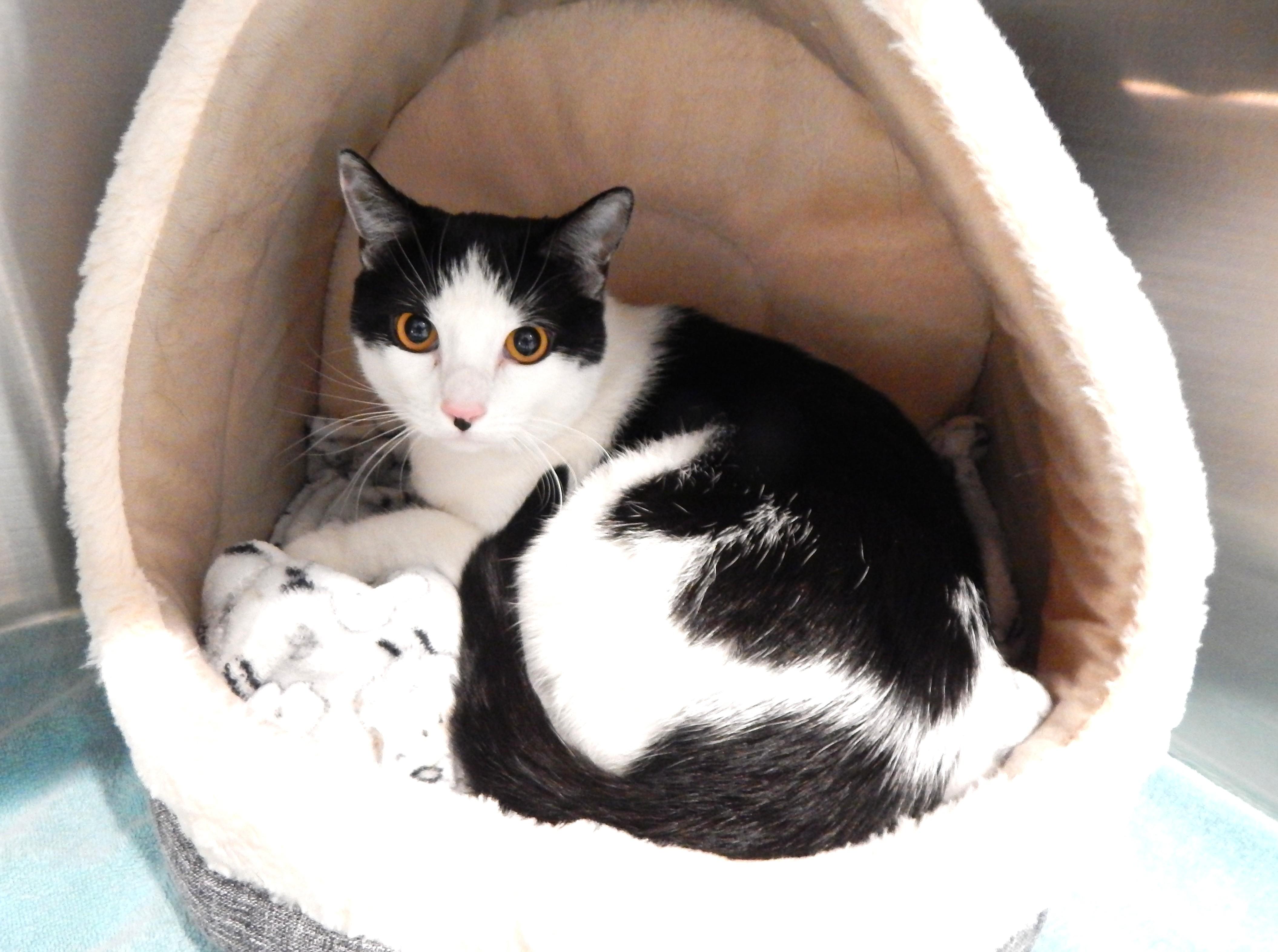 Oreo, a ADOPTABLE Domestic Short Hair in Mesquite, NV image 2/3