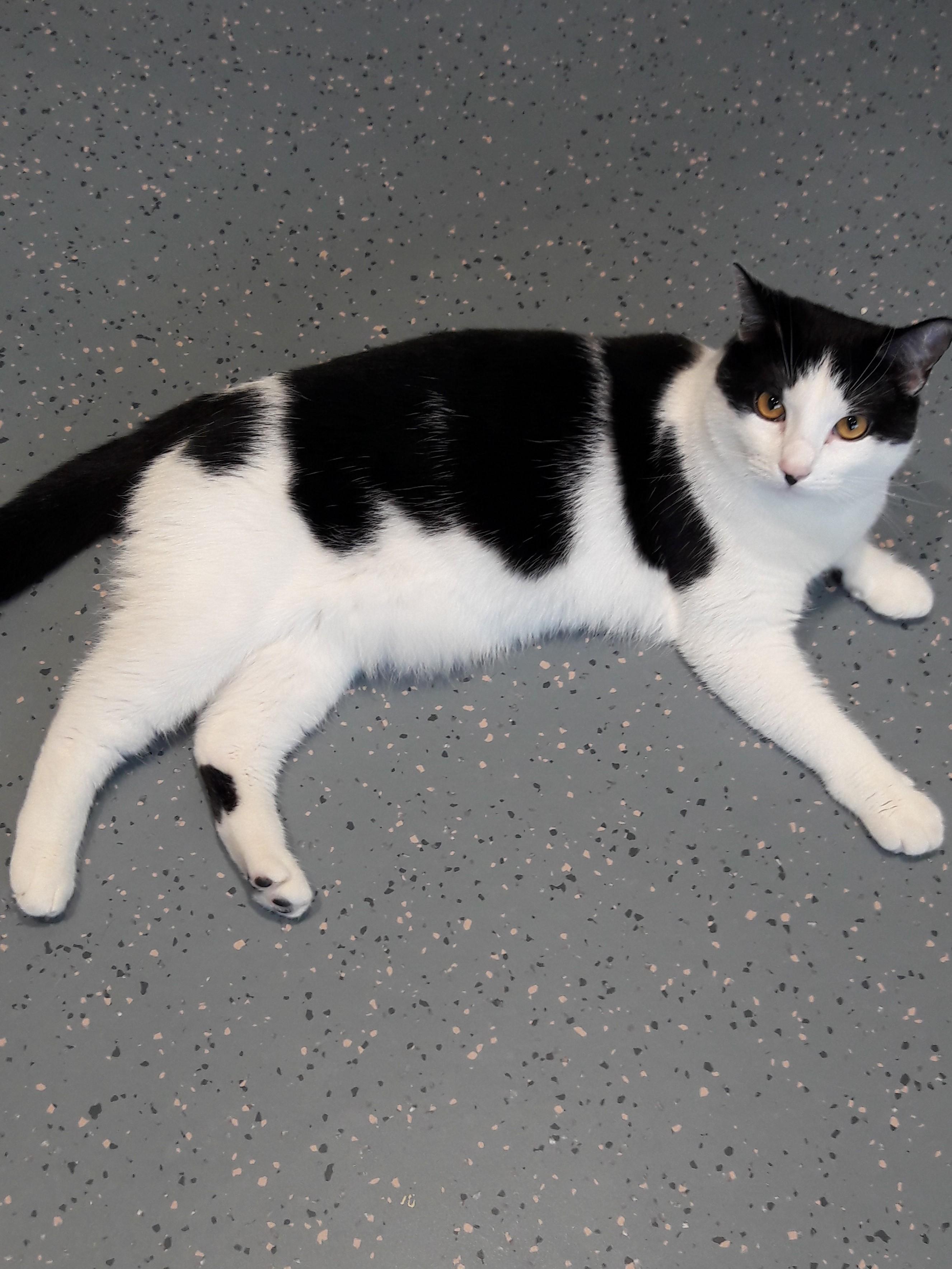 Oreo, a ADOPTABLE Domestic Short Hair in Mesquite, NV image 5/5