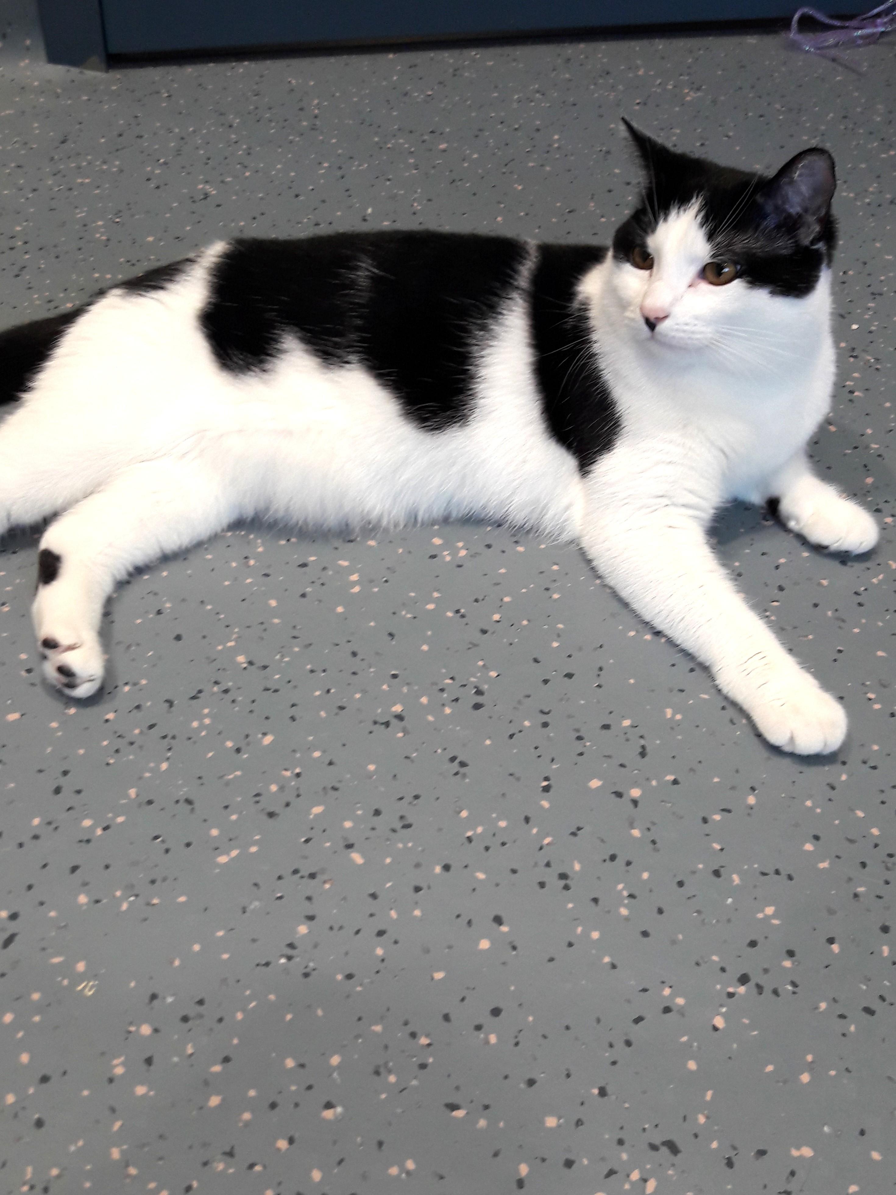 Oreo, ADOPTABLE, Young Female Domestic Short Hair.