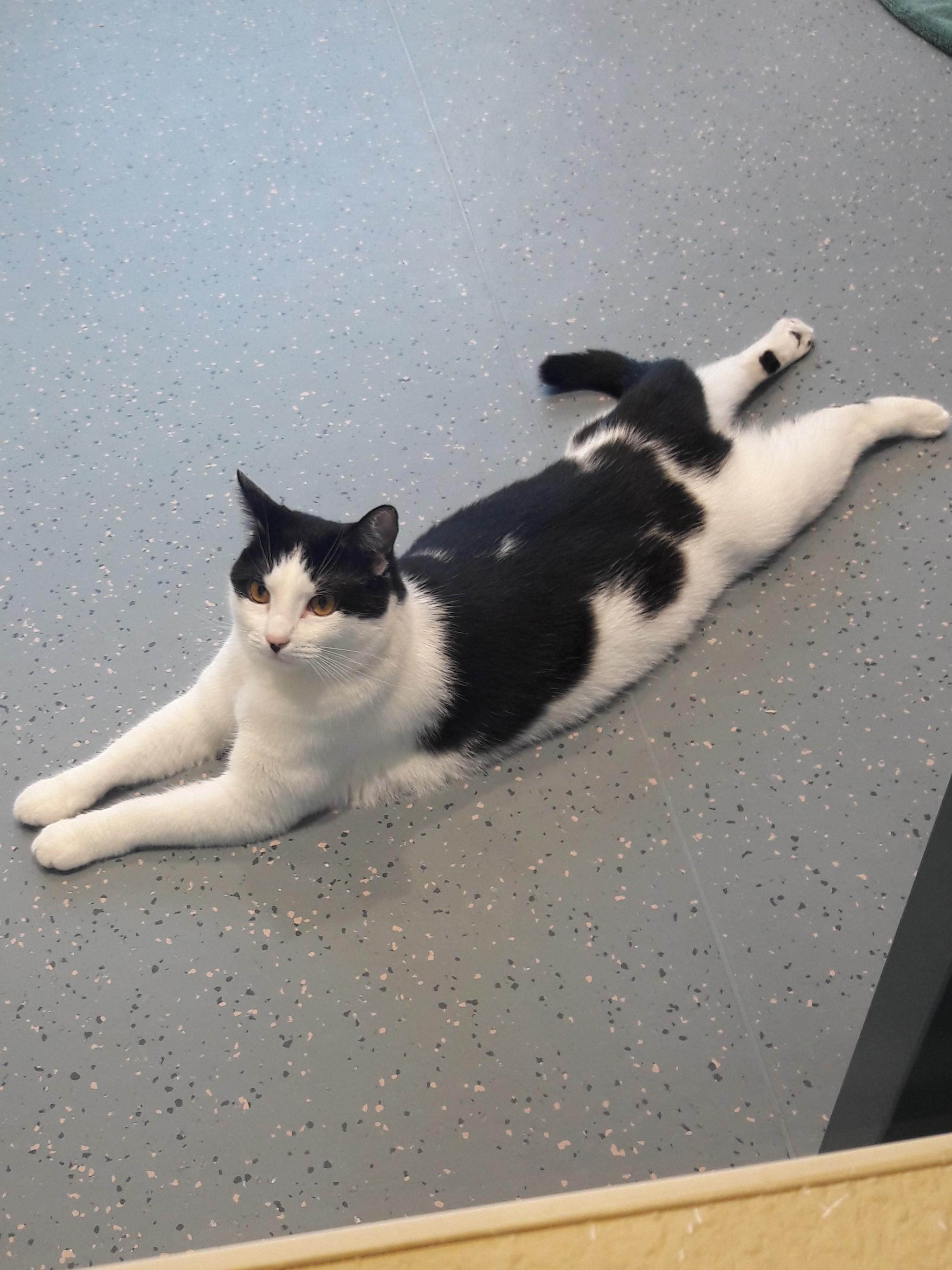Oreo, a ADOPTABLE Domestic Short Hair in Mesquite, NV image 4/5