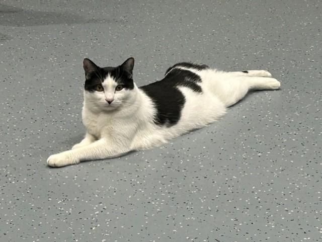 Oreo, ADOPTABLE, Young Female Domestic Short Hair.