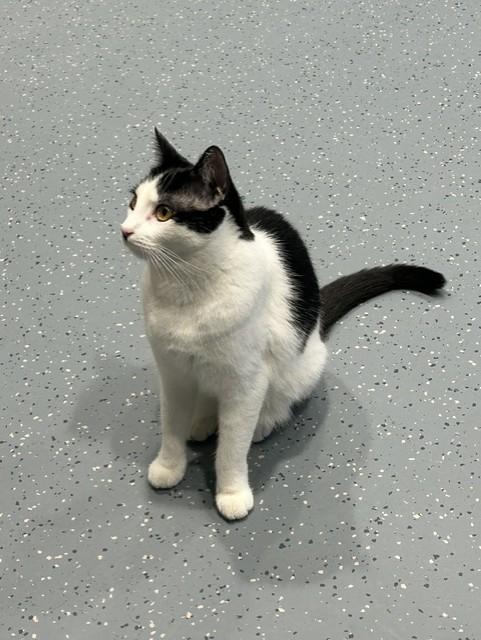 Oreo, a ADOPTABLE Domestic Short Hair in Mesquite, NV image 1/3