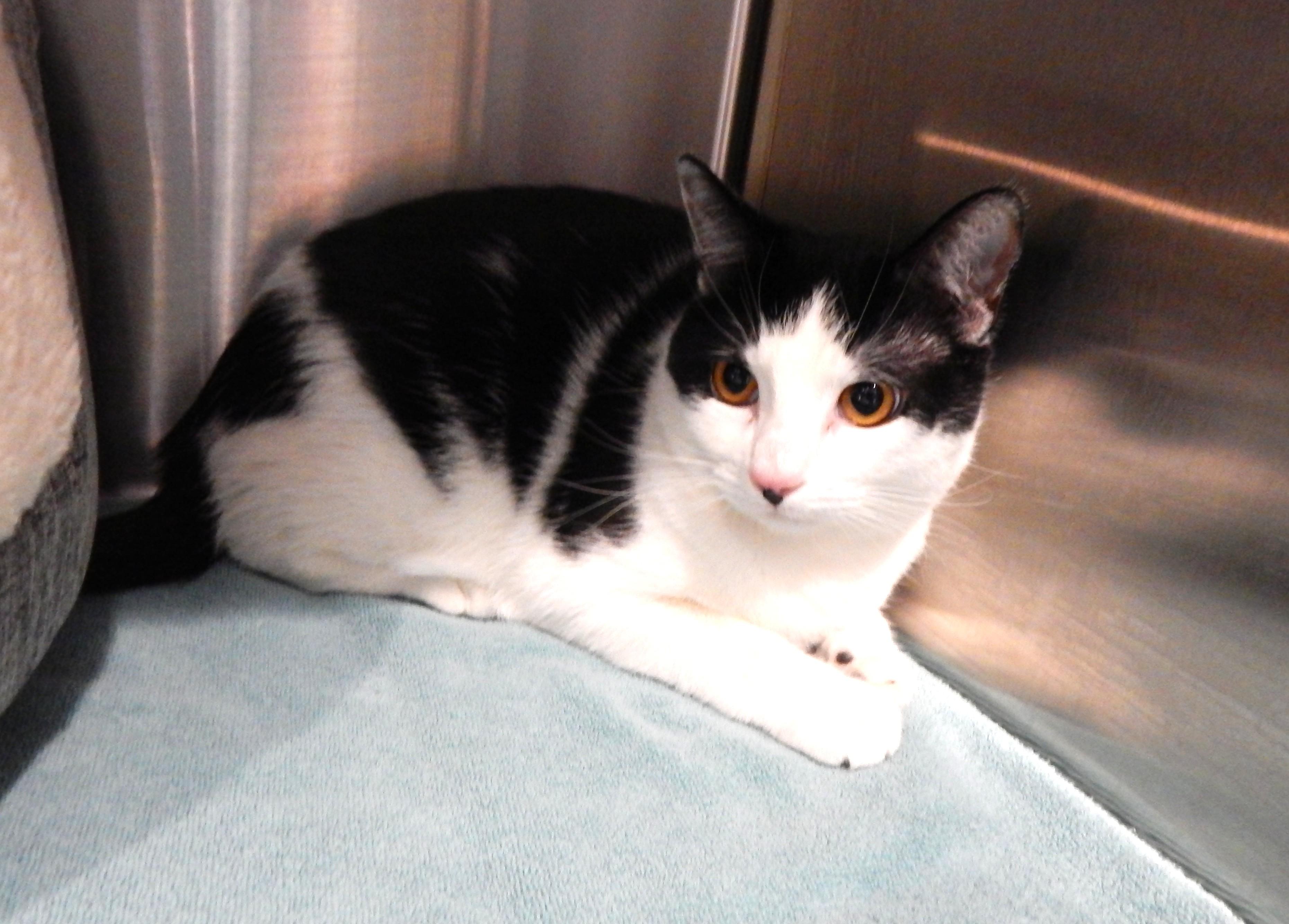 Oreo, a ADOPTABLE Domestic Short Hair in Mesquite, NV image 3/3