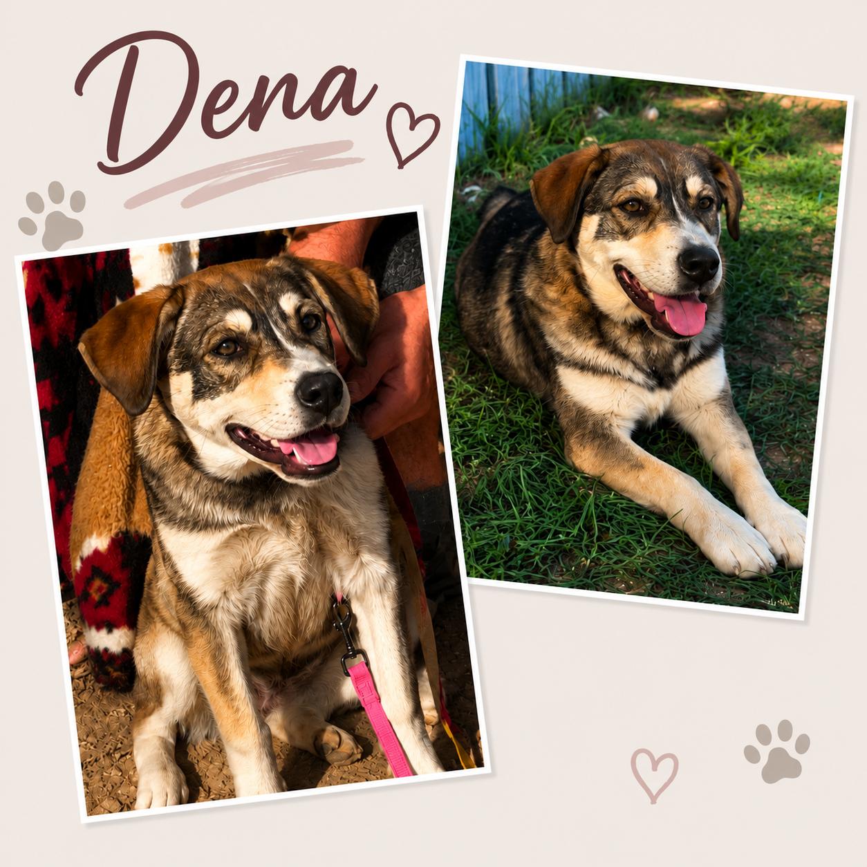 Dena (foster to adopt), a Adoptable mixed breed in White Lake, MI image 1/3