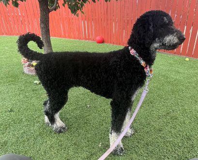 Sushi, a Adopted Goldendoodle in Golden, CO image 2/6