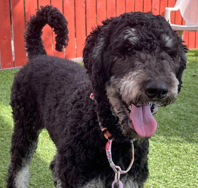 Sushi, a Adopted Goldendoodle in Golden, CO image 3/6