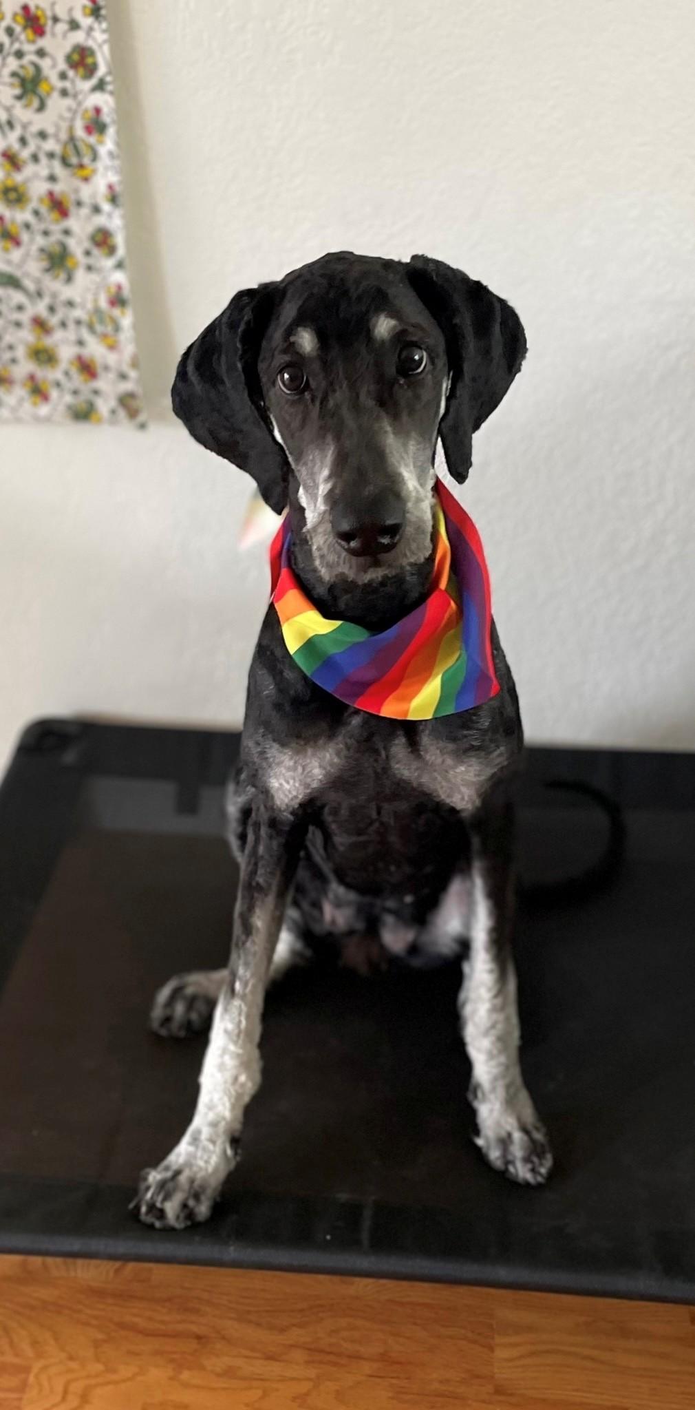 Sushi, a Adopted Goldendoodle in Golden, CO image 4/6