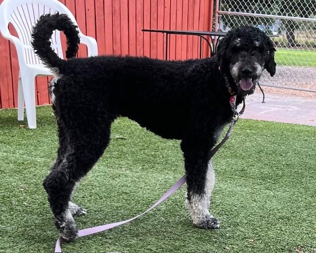 Sushi, a Adopted Goldendoodle in Golden, CO image 5/6
