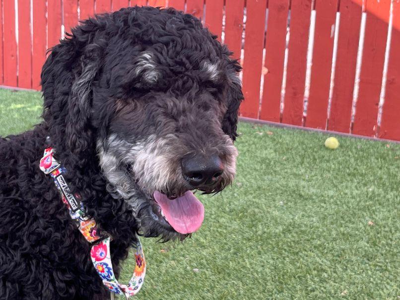 Sushi, a Adopted Goldendoodle in Golden, CO image 6/6
