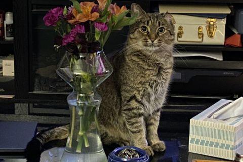 Poem, Adoptable, Adult Female American Shorthair.