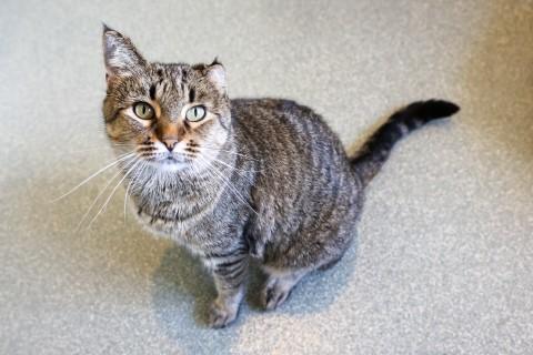 Poem, a Adoptable mixed breed in Chicago, IL image 2/6