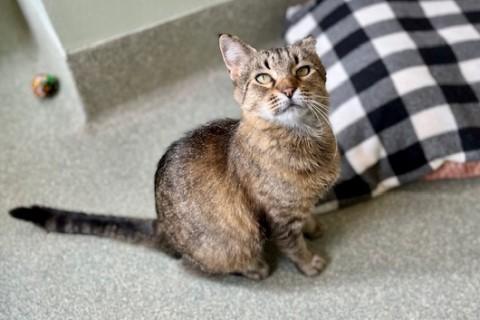 Poem, a Adoptable mixed breed in Chicago, IL image 3/6