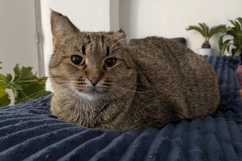 Poem, a Adoptable mixed breed in Chicago, IL image 5/6