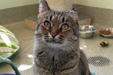 Poem, a Adoptable mixed breed in Chicago, IL image 6/6