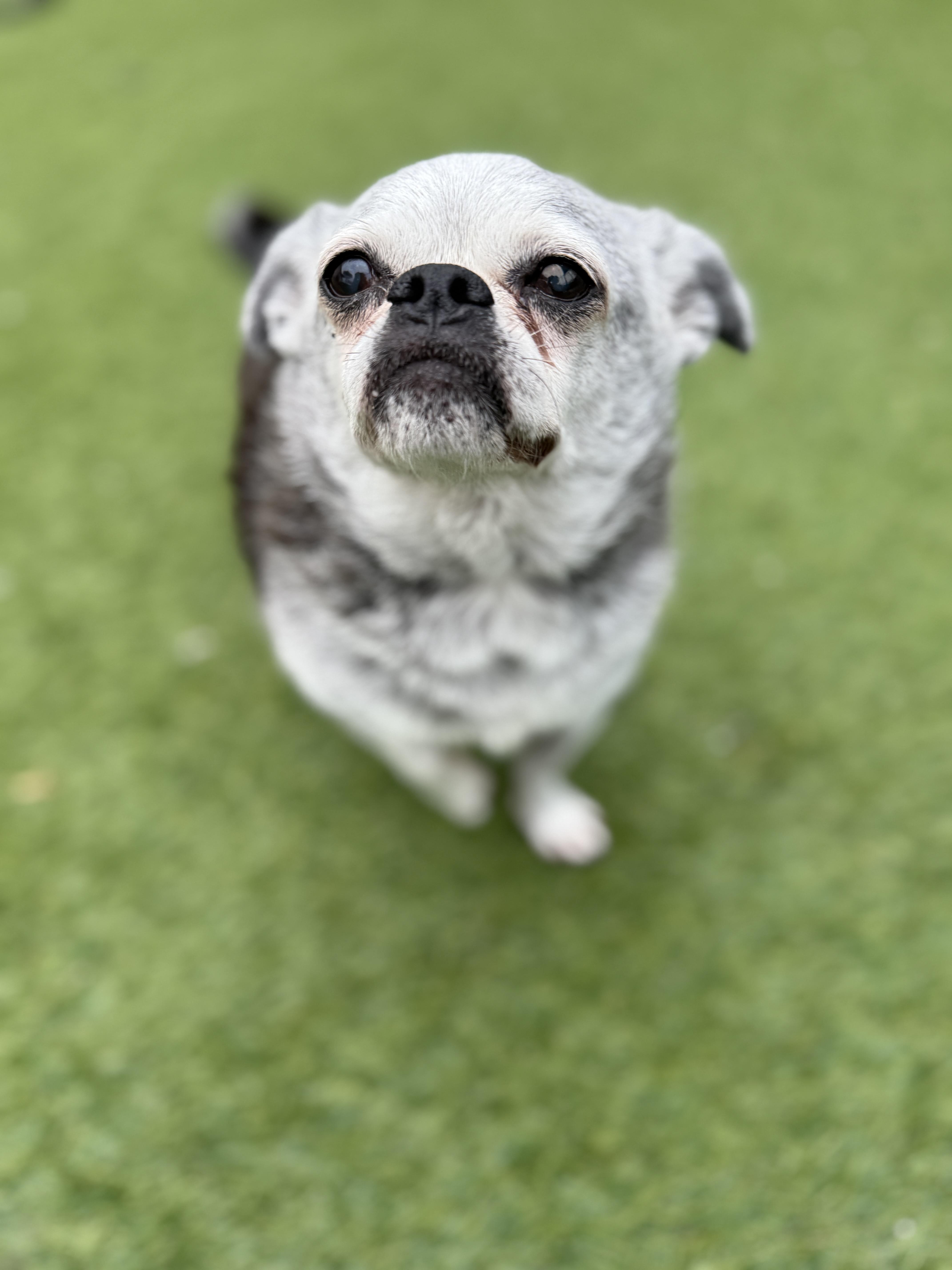 Sophie, a Adoptable mixed breed in Jacksonville, NC image 1/6