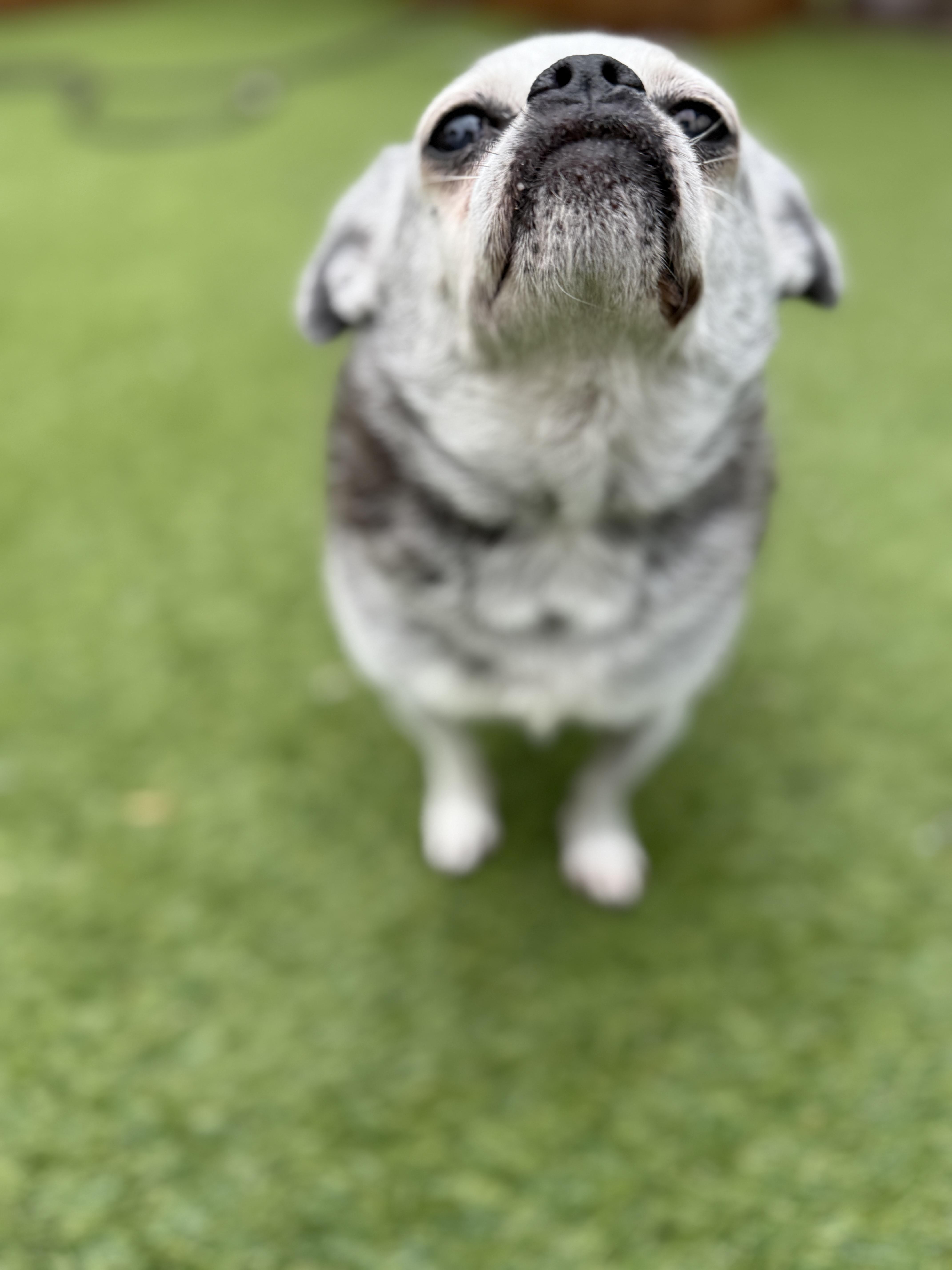 Sophie, Adoptable, Senior Female Chihuahua & Pug.