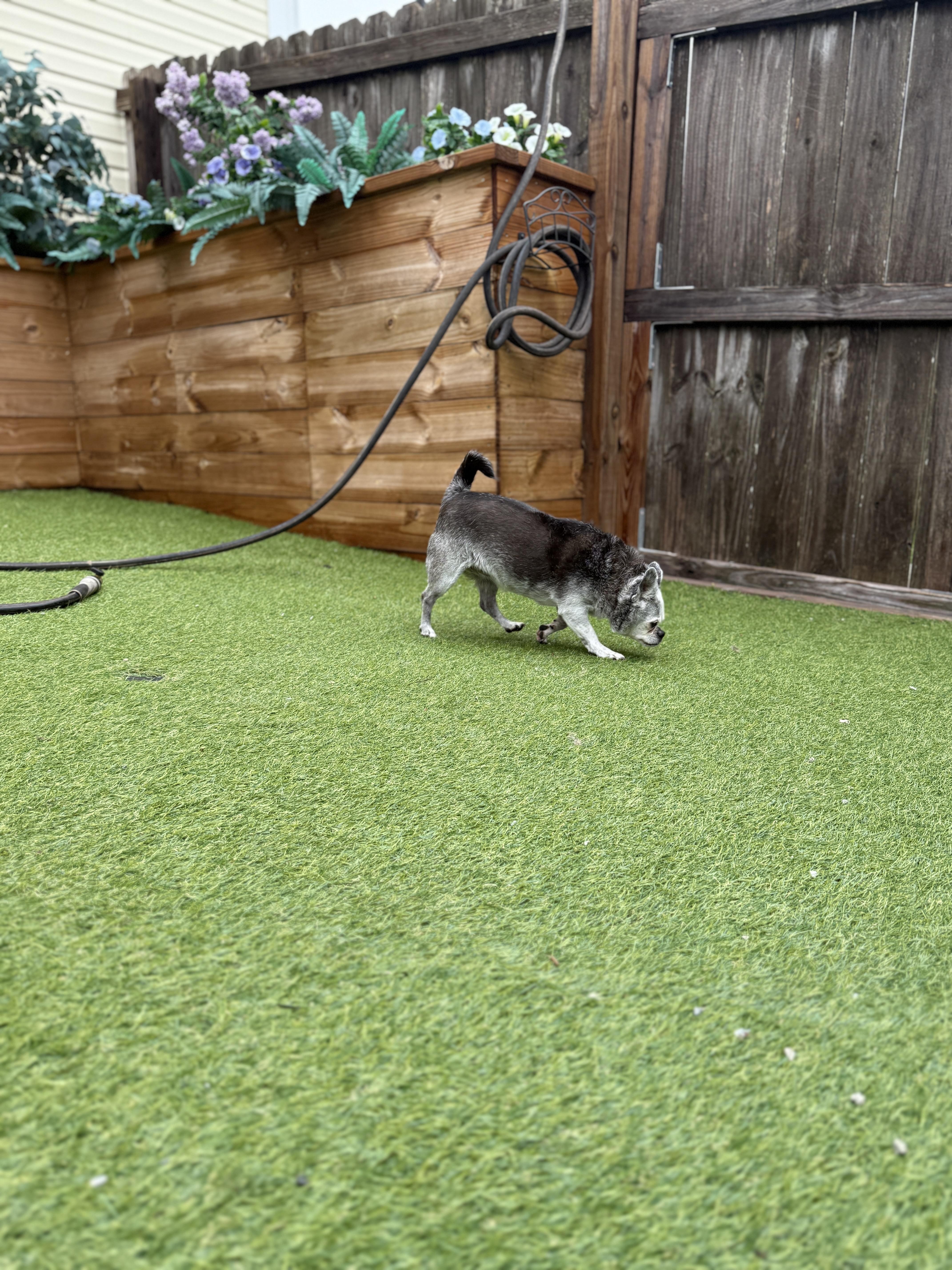 Sophie, a Adoptable mixed breed in Jacksonville, NC image 3/6