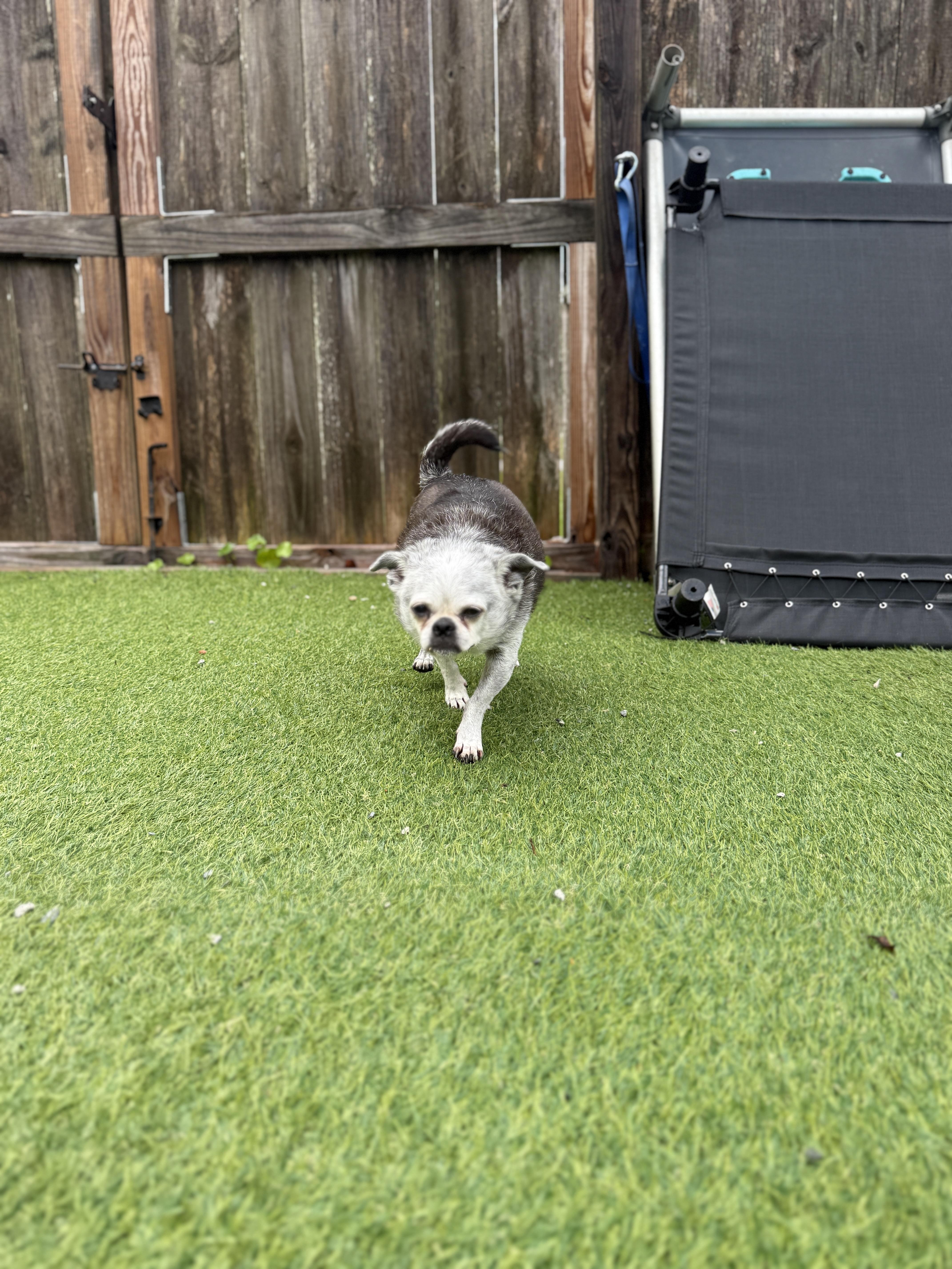 Sophie, a Adoptable mixed breed in Jacksonville, NC image 4/6