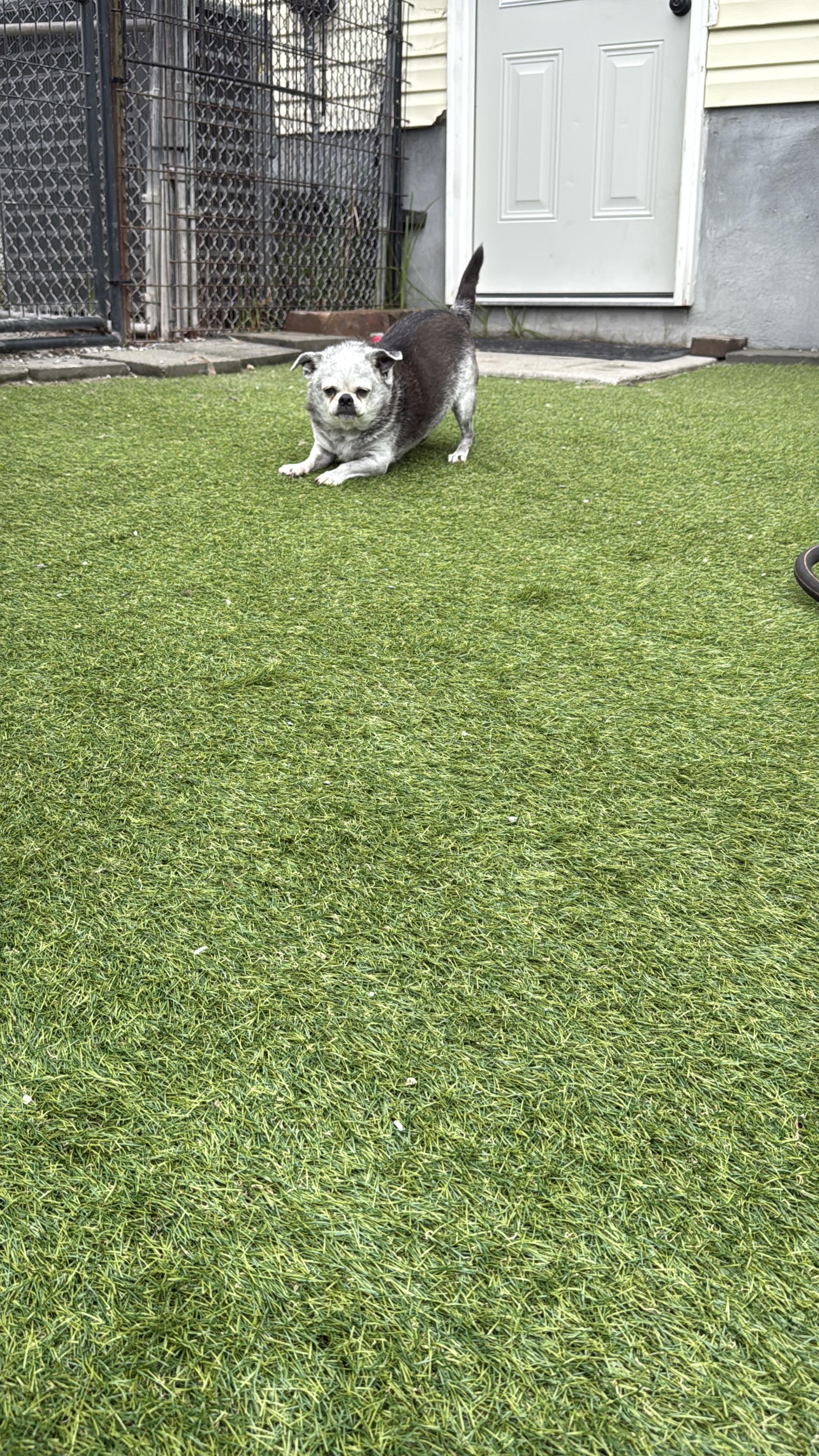 Sophie, a Adoptable mixed breed in Jacksonville, NC image 5/6