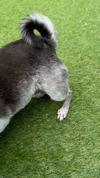 Enlarge Sophie, a Adoptable mixed breed in Jacksonville, NC video 6/6