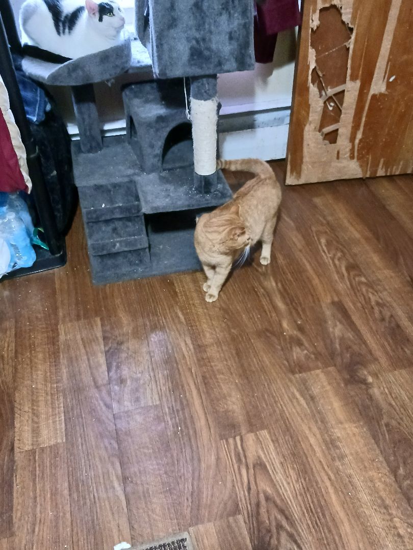 Clyde, a Adoptable Domestic Short Hair in Nanticoke, PA image 3/5