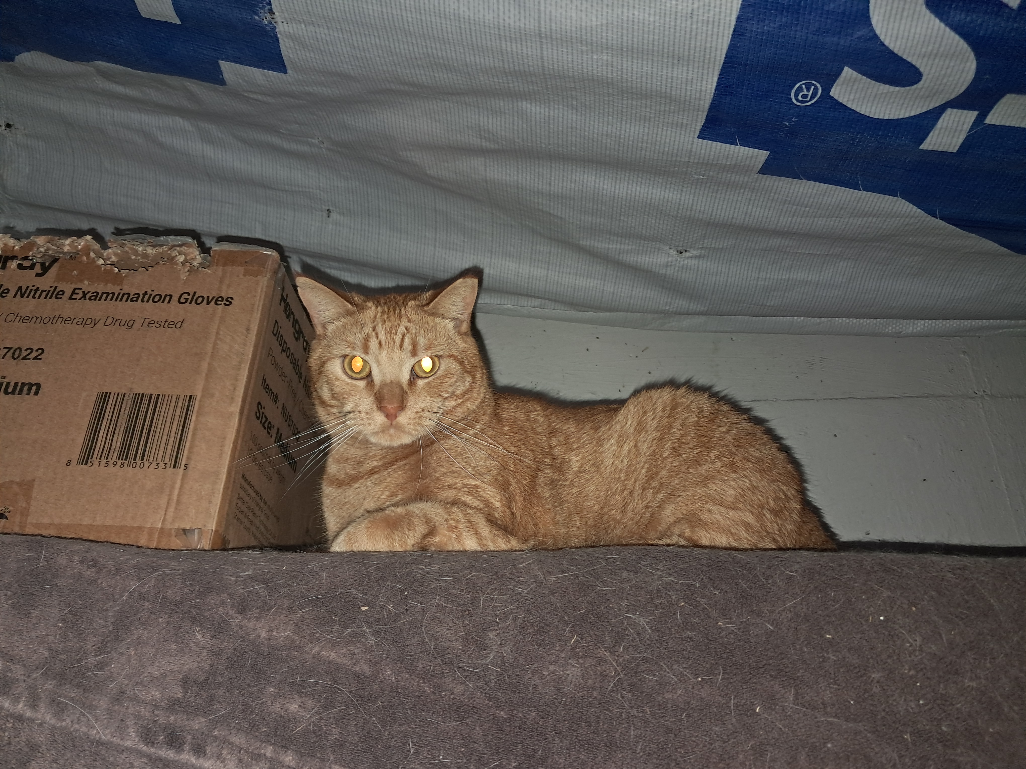 Clyde, a Adoptable Domestic Short Hair in Nanticoke, PA image 2/5