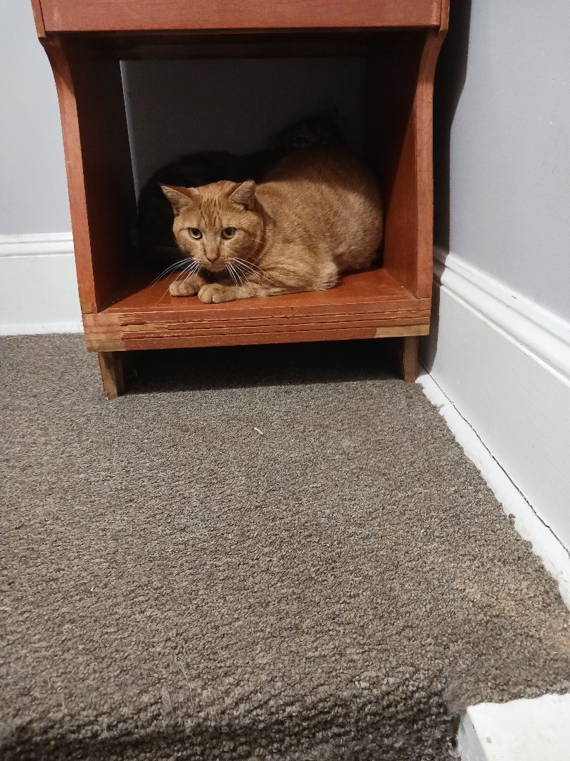 Clyde, a Adoptable Domestic Short Hair in Nanticoke, PA image 4/5