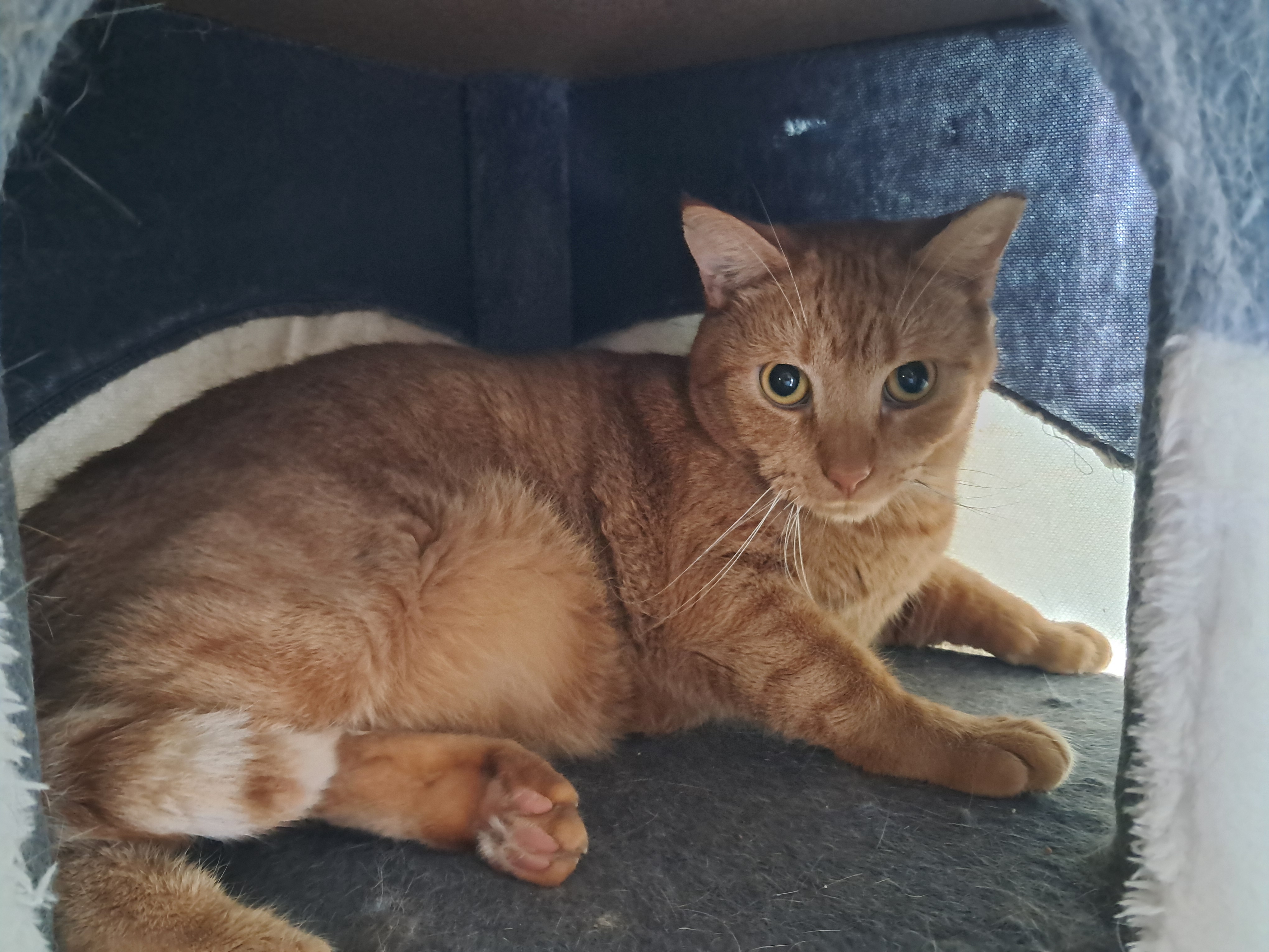 Clyde, a Adoptable Domestic Short Hair in Nanticoke, PA image 1/5