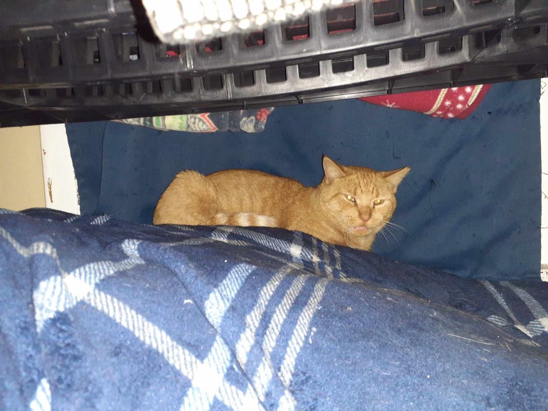 Clyde, a Adoptable Domestic Short Hair in Nanticoke, PA image 5/5