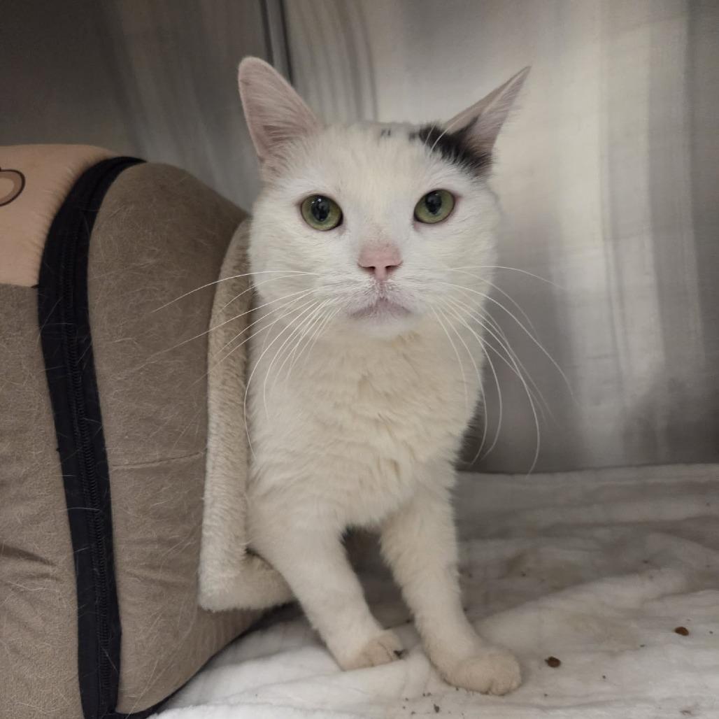 Roke, Adoptable, Adult Male Domestic Short Hair.