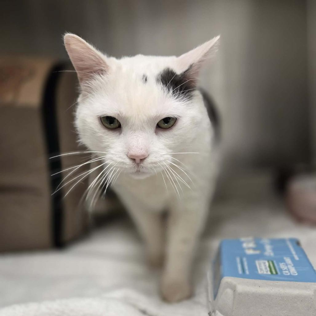 Roke, a Adoptable Domestic Short Hair in Ballston Spa, NY image 2/6