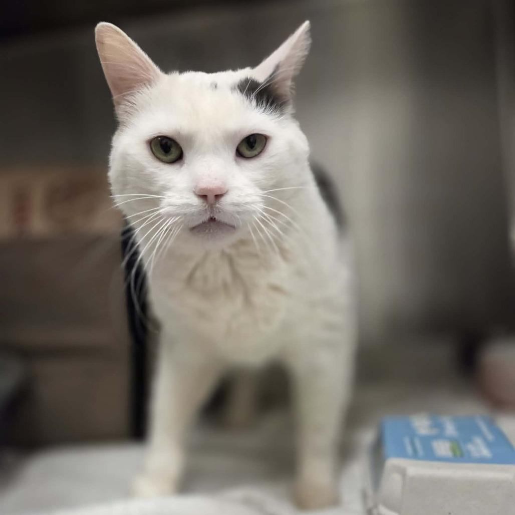 Roke, a Adoptable Domestic Short Hair in Ballston Spa, NY image 3/6