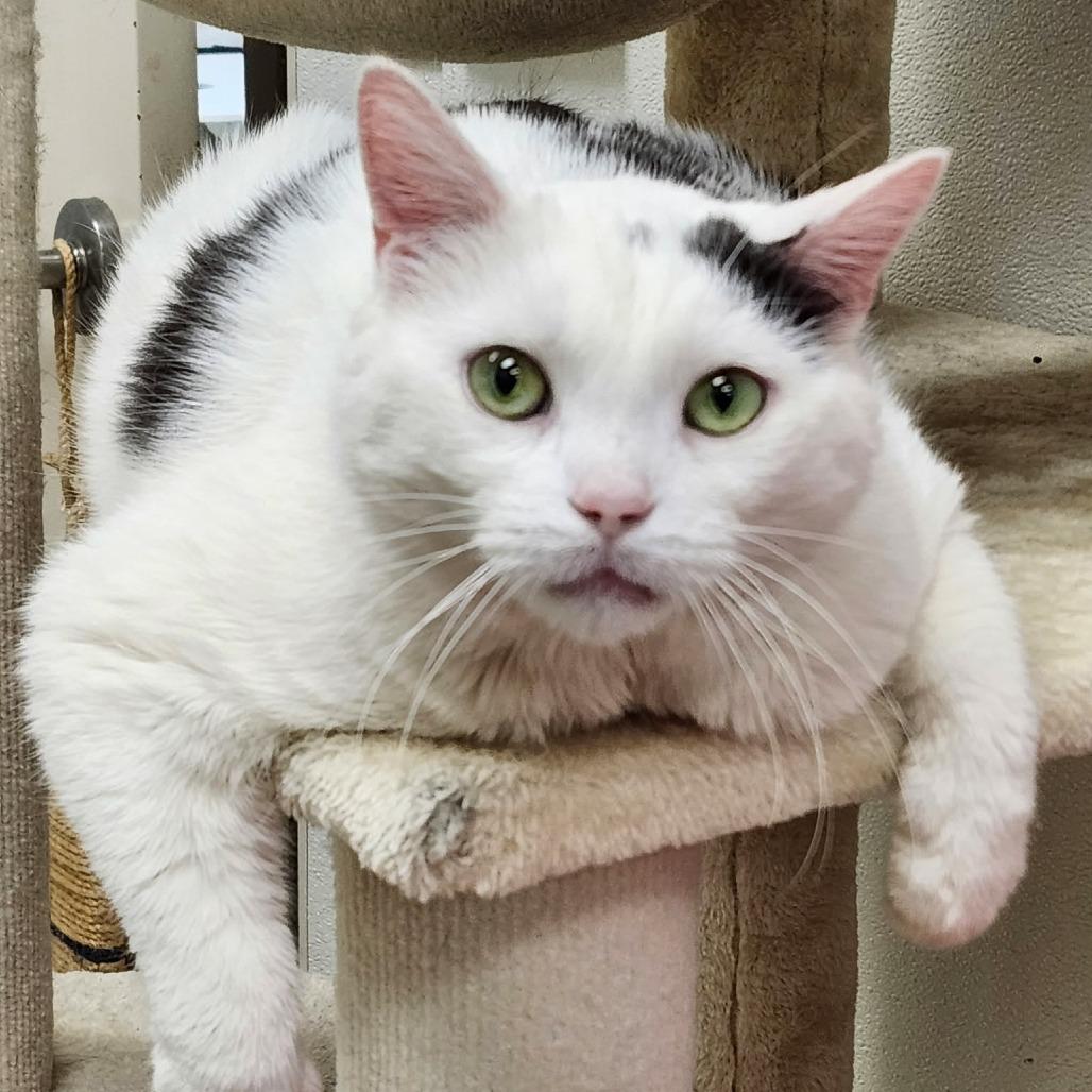 Roke, a Adoptable Domestic Short Hair in Ballston Spa, NY image 4/6