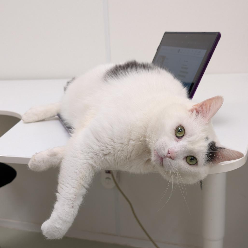 Enlarge Roke, a Adoptable Domestic Short Hair in Ballston Spa, NY image 4/6