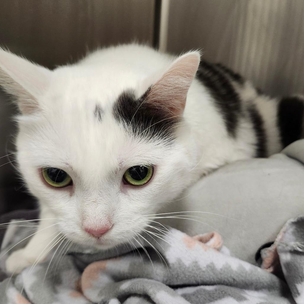 Roke, a Adoptable Domestic Short Hair in Ballston Spa, NY image 5/6