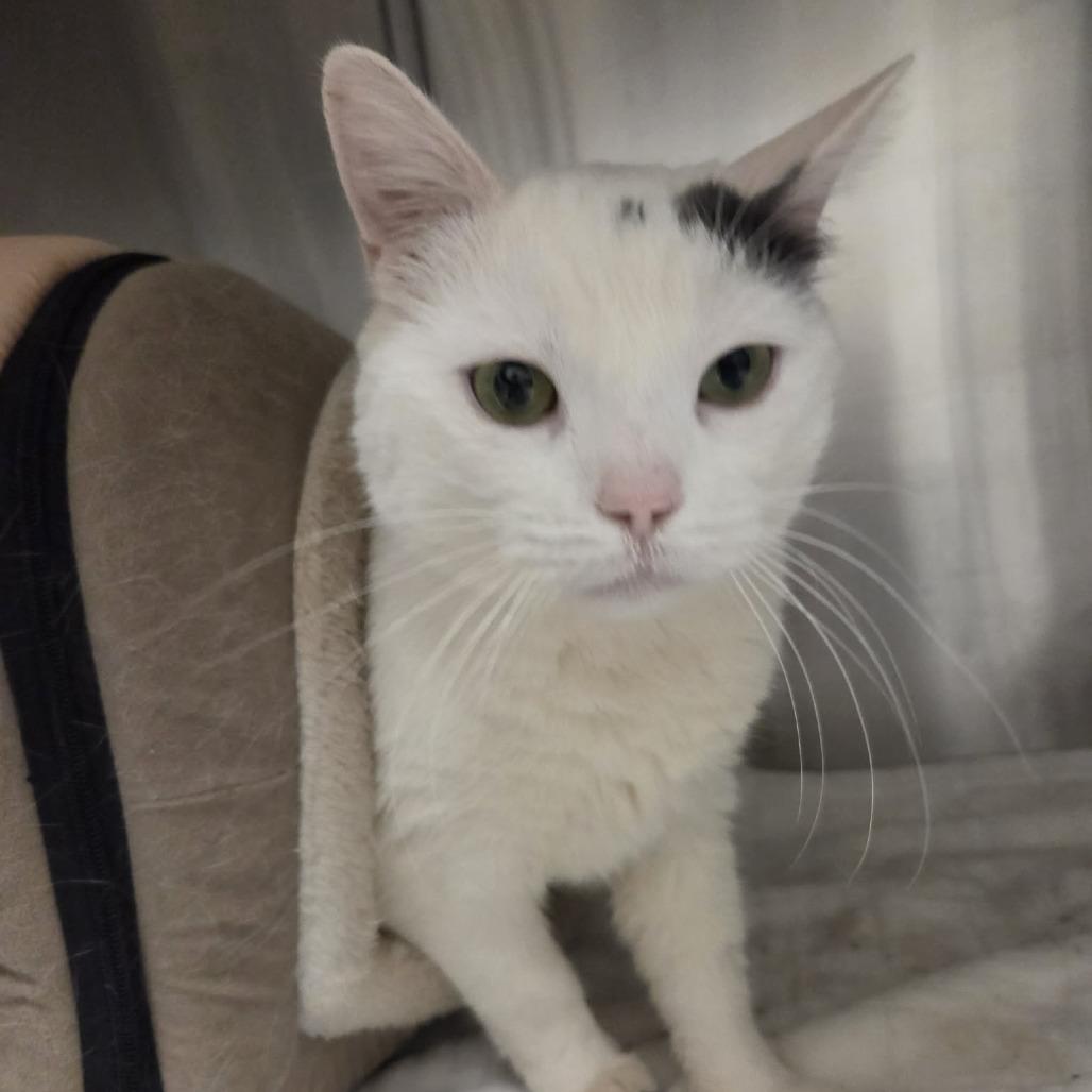 Roke, a Adoptable Domestic Short Hair in Ballston Spa, NY image 6/6