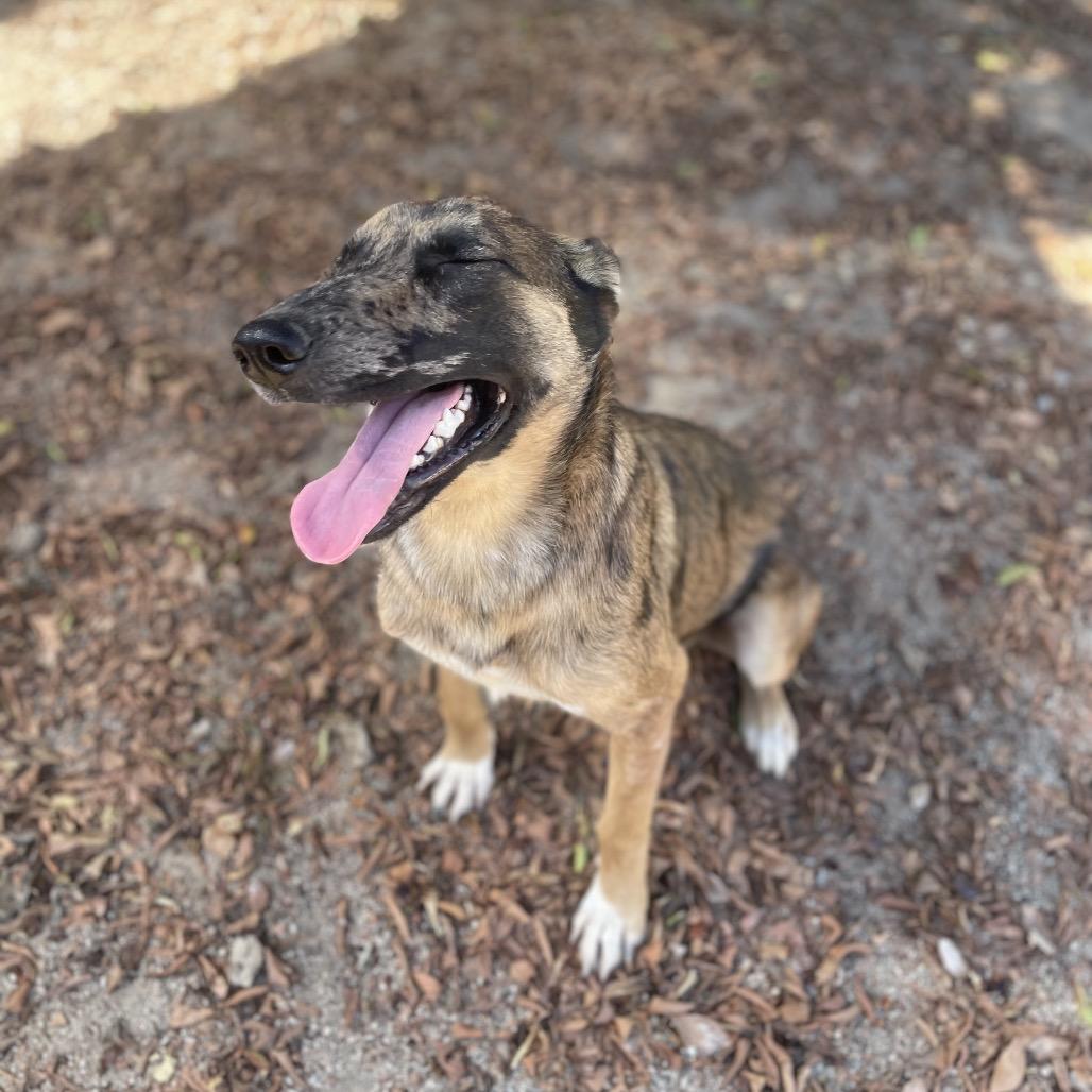 Sylveon, Adoptable, Young Female Belgian Shepherd / Malinois & Mixed Breed.