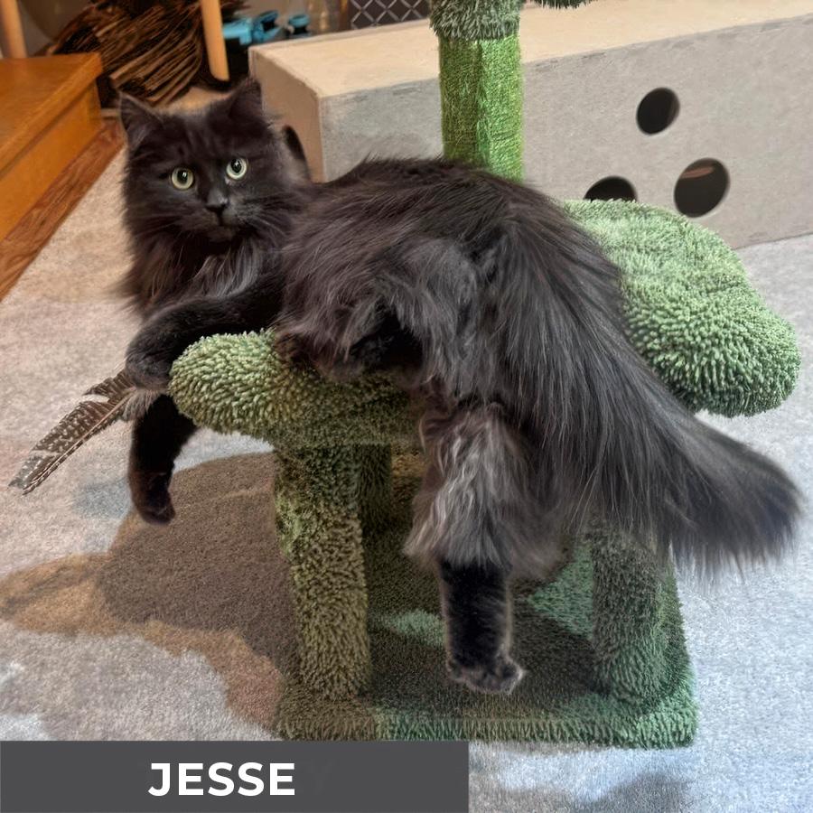 Enlarge Jesse, a ADOPTABLE Domestic Long Hair in Etobicoke, ON image 4/6
