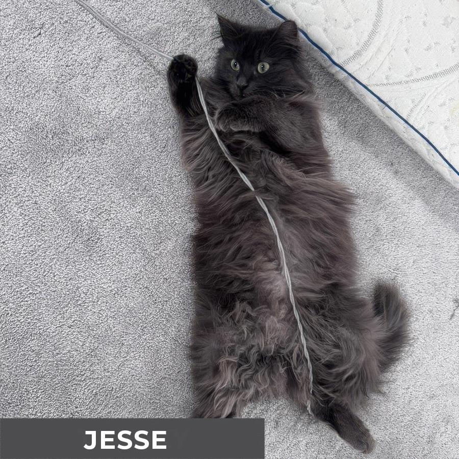 Enlarge Jesse, a ADOPTABLE Domestic Long Hair in Etobicoke, ON image 5/6