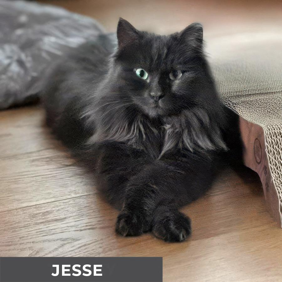 Enlarge Jesse, a ADOPTABLE Domestic Long Hair in Etobicoke, ON image 2/6