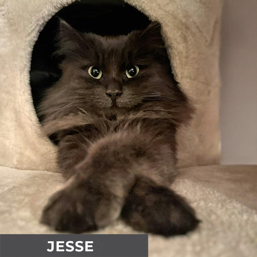 Enlarge Jesse, a ADOPTABLE Domestic Long Hair in Etobicoke, ON image 3/6