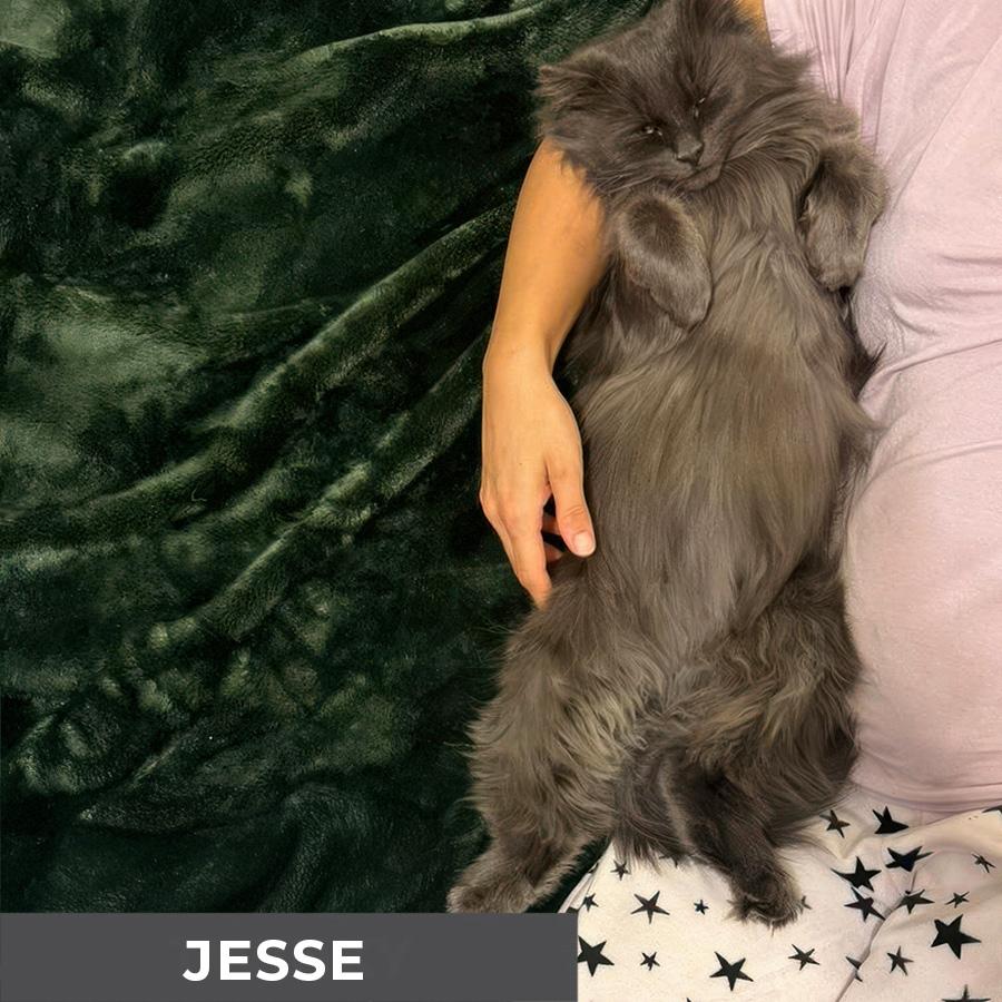Enlarge Jesse, a ADOPTABLE Domestic Long Hair in Etobicoke, ON image 6/6